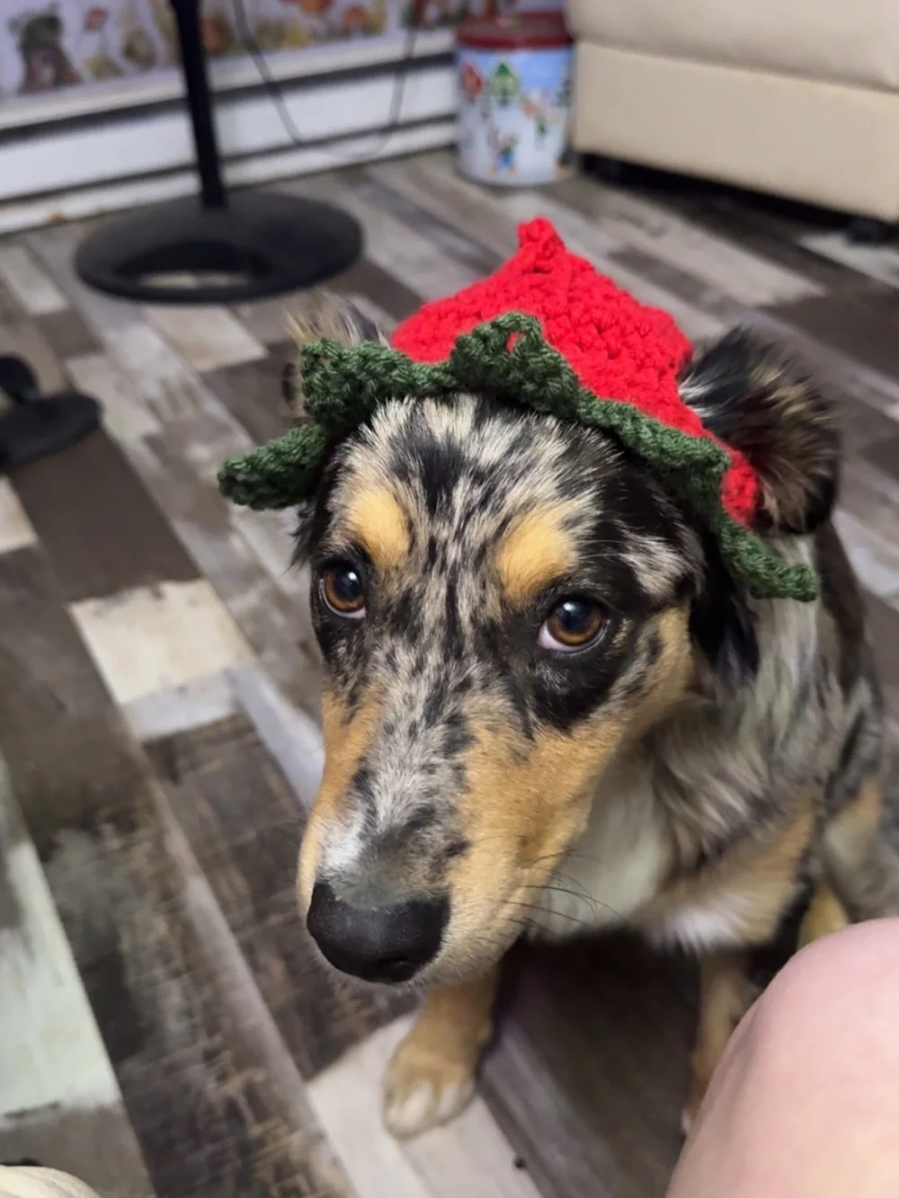Strawberry Crochet Dog Hat - Pet Accessory